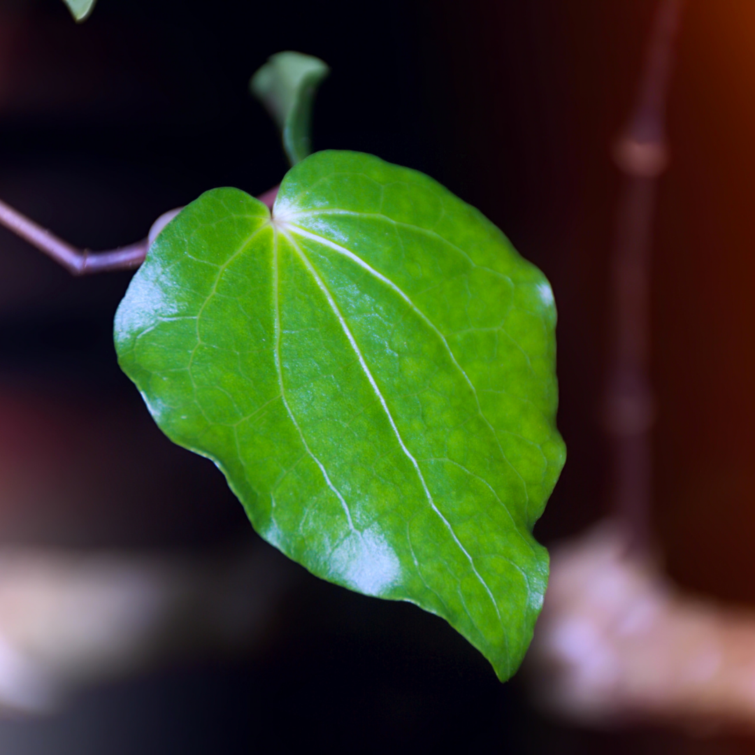 kawakawa for eczema