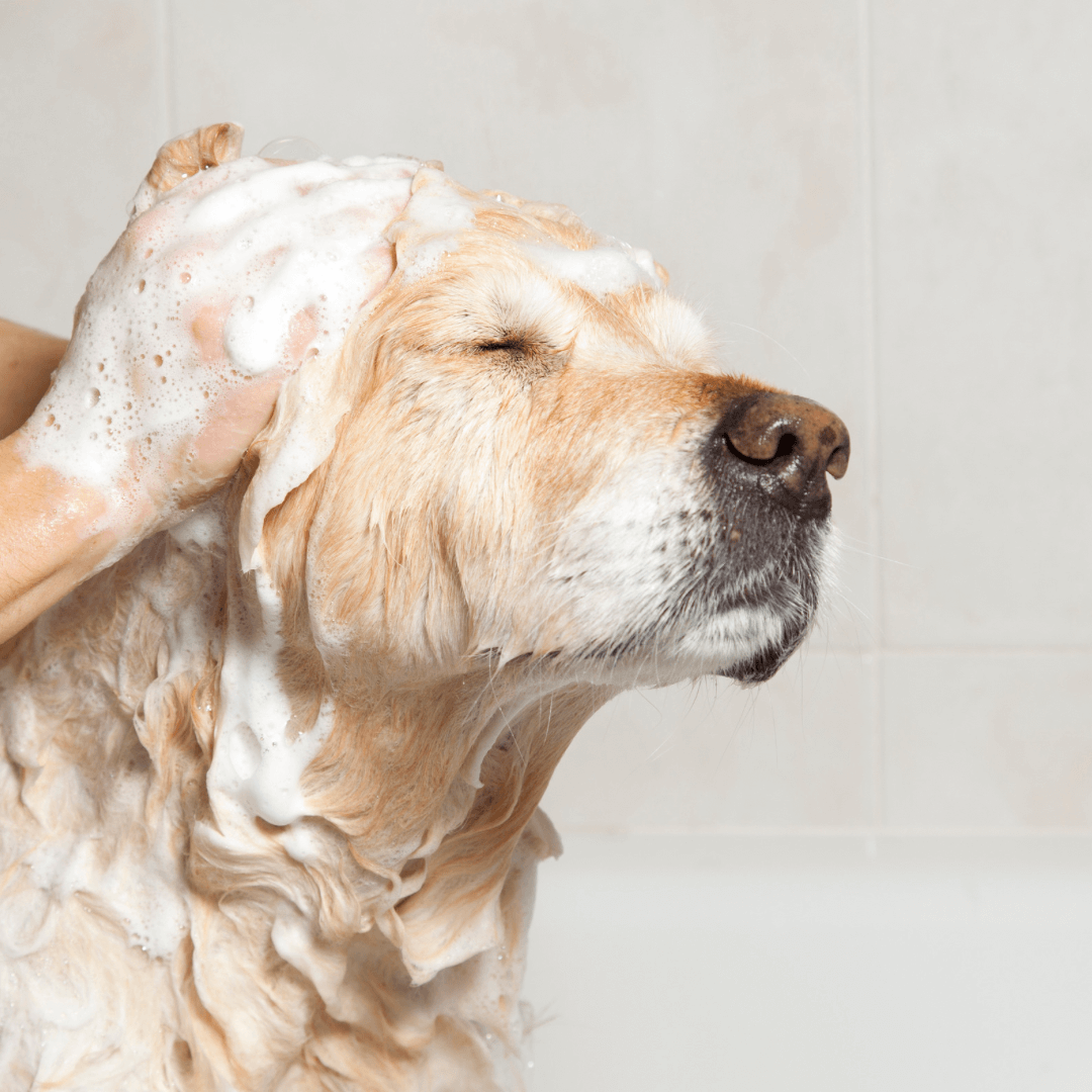 dog soap nz