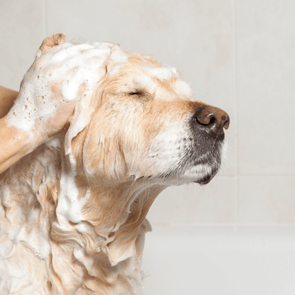 dog soap nz